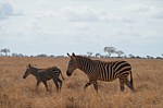 Safari Kenya 0283.jpg